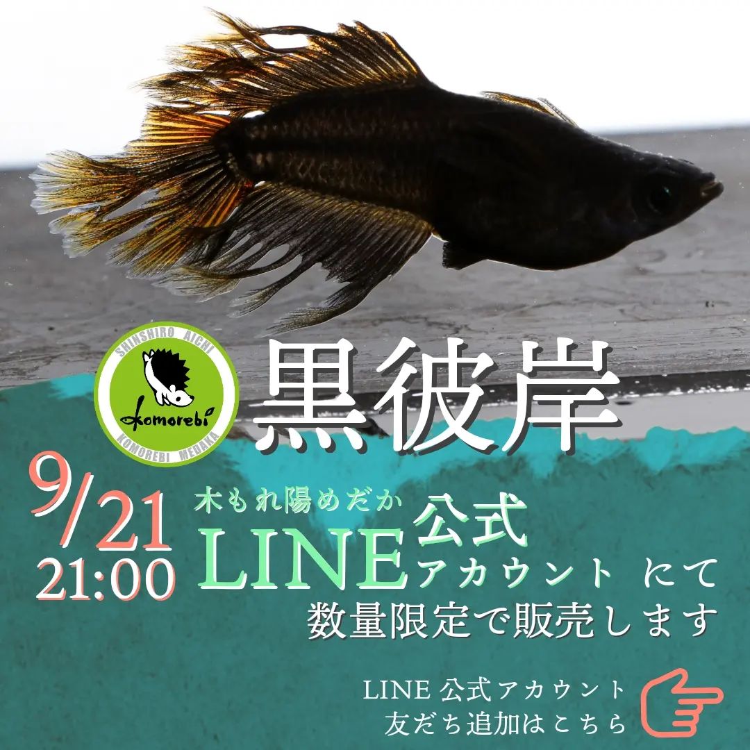 メダカ 黒彼岸 1ペア メダカ 黒彼岸 1ペア